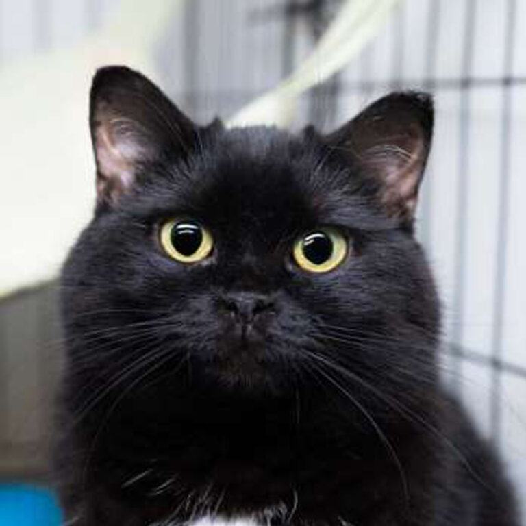 Категория КОШКИ