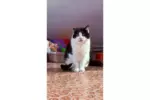 Семен