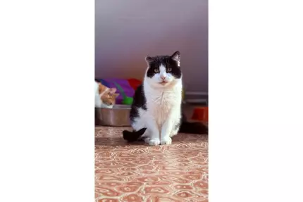 Семен